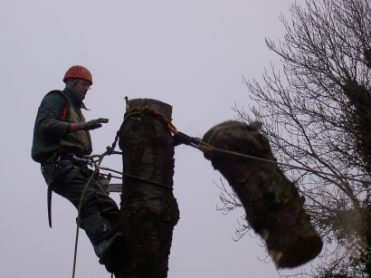 Weerkaatsing terugtrekken creëren Bomen snoeien - Hoveniersbedrijf Hendrickx